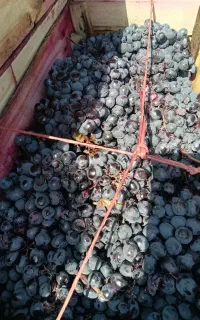 انگور سیاه سر دشت