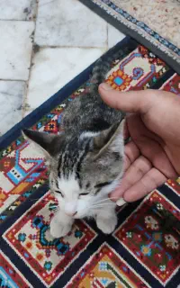 واگذاری رایگان ۳/۴ تا بچه گربه شیطون و بازیگوش