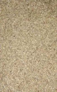گندم بوجاری شده