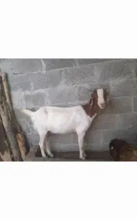 گیسه پاکستانی شیری بسیار خوب