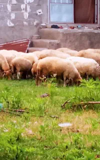 فروش گوسفند زنده