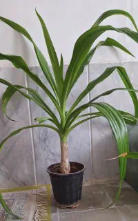 سوسن عنکبوتی و پاندانوس