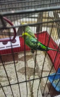 مرغ عشق