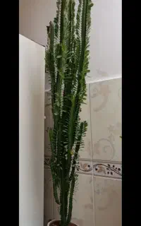 اجاره گردو