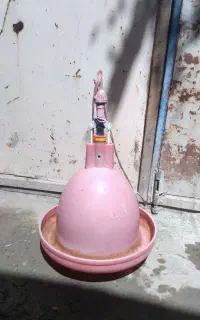 آب خوری مرغ