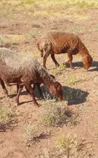 دو تا میش تازه زاییده