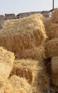 کاه جو