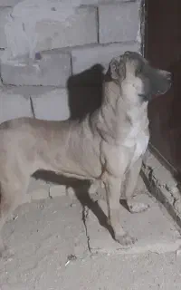 سگ سرابی ماده