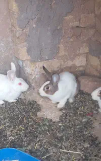 خرگوش