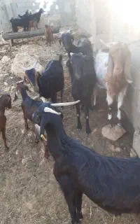 فروش بز داشتی
