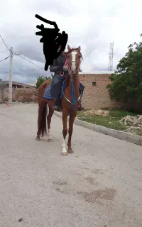اسب مادیان