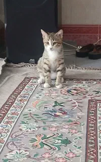 واگذاری بچه گربه