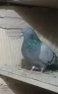 کفتر سبز گچی نر پر پر