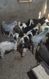 تعداد ۱۰ راس بزغاله شهرکردی