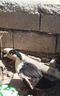 اردک