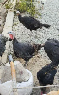 بوقلمون