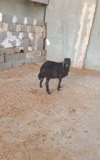 بره میش بز بزغاله