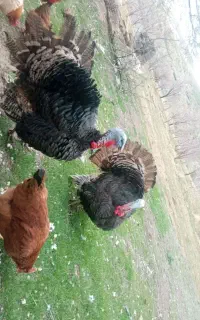 فروش دوعدد بوقلمون نر
