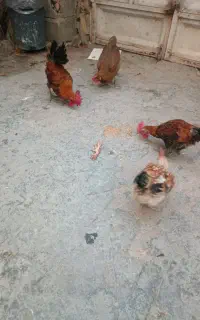 خروس محلی