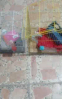 فروش قفس پرنده