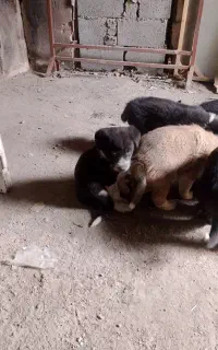 تولع سگ قهدرجونی