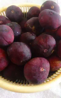 انجیر قندعسل