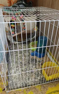 عروس هلندی با جوجه