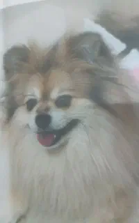 گمشده از یابنده تقاضا میشود تماس بگیرید