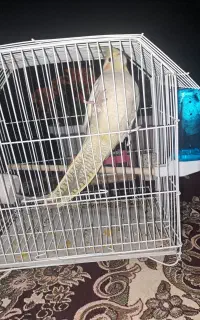 عروس هلندی همراه با قفس