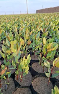 نهال پسته  دوماهه