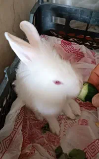 خرگوش باهوش نر