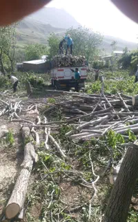 خریدار چوب و درخت