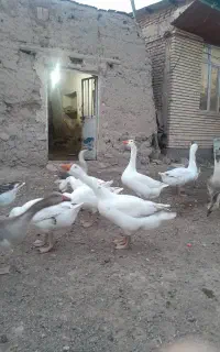 غاز خالماگوری