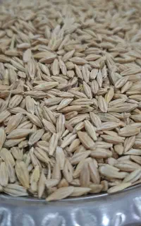 جو بذری ۲۰۰ مقطوع