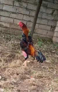 خروس ومرغ لاری یک ساله