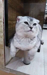 گربه ماده اسکاتیش