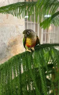 طوطی گمشده