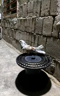 کفتر نر