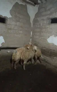 بره نر