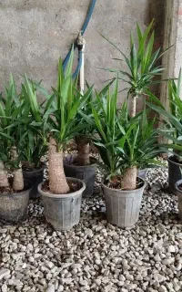 یوکا پایدار سایز کوتاه
