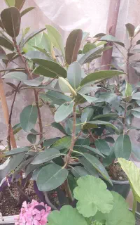گلخانه انواع گلدان و گیاه