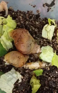 حلزون برای تراپی صورت