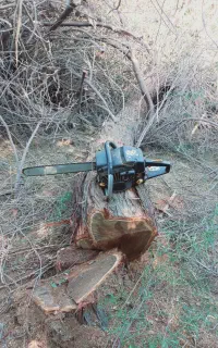 قطع و حرس درخت