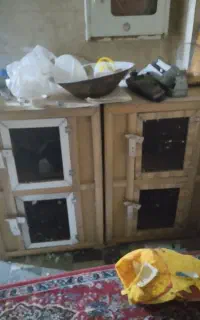 قفس کبوتر