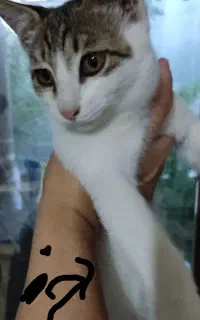سه گربه سه ماه سفید وخوشگل