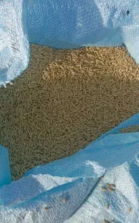 جو محلی درجه یک سیستان