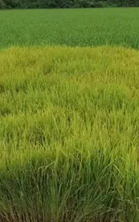 نشا برنج