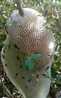 عسل جنگلی طبیعی تضمینی درجه یک