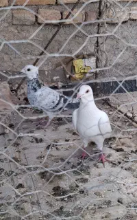 کفتر