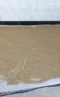 سلام گندم امسال تمیز در کنگان